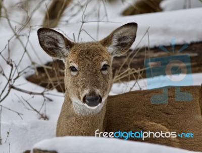 Beautiful Isolated Image With A Wild Deer In The Snowy Forest Stock Photo