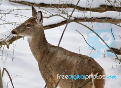 Beautiful Isolated Image With A Wild Deer In The Snowy Forest Stock Photo