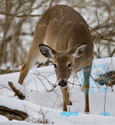 Beautiful Isolated Image With A Wild Deer In The Snowy Forest Stock Photo