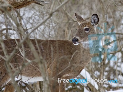 Beautiful Isolated Image With A Wild Deer In The Snowy Forest Stock Photo