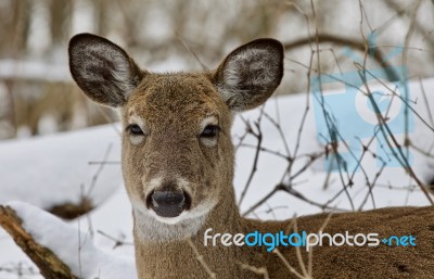 Beautiful Isolated Image With A Wild Deer In The Snowy Forest Stock Photo