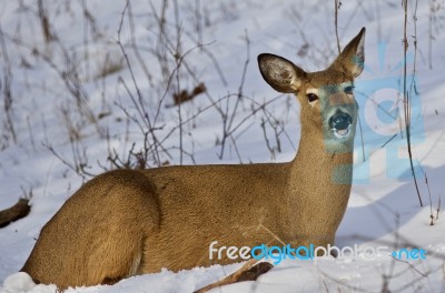 Beautiful Isolated Image With A Wild Deer Laying On The Snow In The Forest Stock Photo