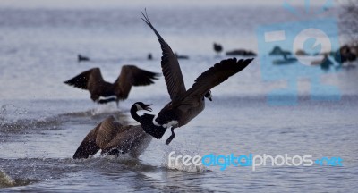 Beautiful Isolated Image With Canada Geese In Flight Stock Photo