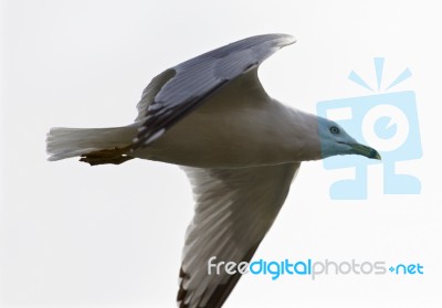 Beautiful Isolated Image With The Gull In Flight Stock Photo