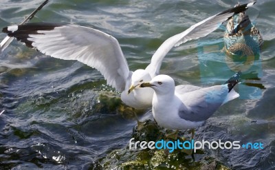 Beautiful Isolated Image With The Gulls Fighting For The Food Stock Photo