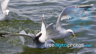 Beautiful Isolated Image With The Gulls Fighting For The Food Stock Photo