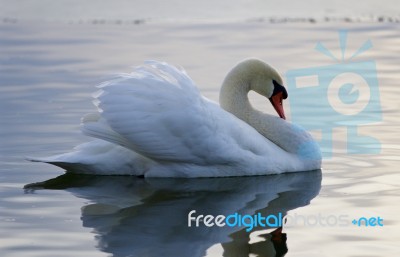 Beautiful Isolated Image With The Swan In The Lake Stock Photo