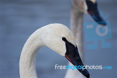 Beautiful Isolated Image With The Trumpeter Swans Stock Photo