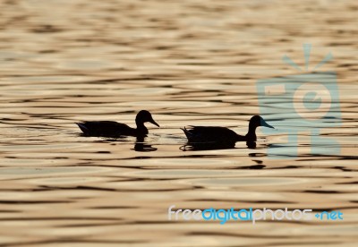 Beautiful Isolated Image With Two Ducks In A Lake On The Sunset Stock Photo