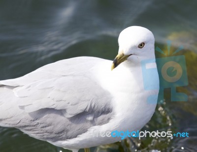 Beautiful Isolated Imahe With A Ring-billed Gull Stock Photo