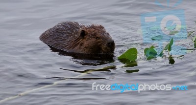 Beautiful Isolated Photo Of A Beaver Eating Leaves In The Lake Stock Photo