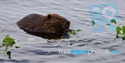 Beautiful Isolated Photo Of A Beaver Eating Leaves In The Lake Stock Photo