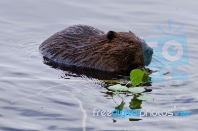 Beautiful Isolated Photo Of A Beaver Eating Leaves In The Lake Stock Photo