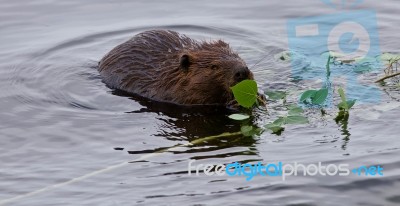 Beautiful Isolated Photo Of A Beaver Eating Leaves In The Lake Stock Photo