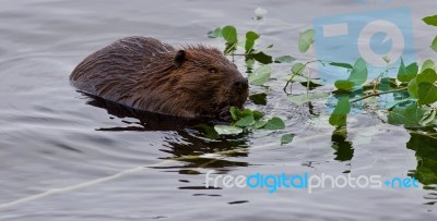 Beautiful Isolated Photo Of A Beaver Eating Leaves In The Lake Stock Photo