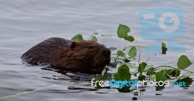 Beautiful Isolated Photo Of A Beaver Swimming In The Lake Stock Photo