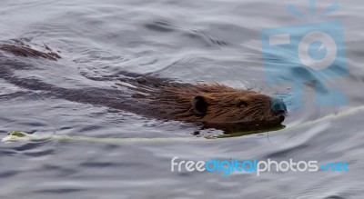 Beautiful Isolated Photo Of A Beaver Swimming In The Lake Stock Photo