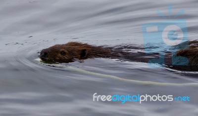 Beautiful Isolated Photo Of A Beaver Swimming In The Lake Stock Photo