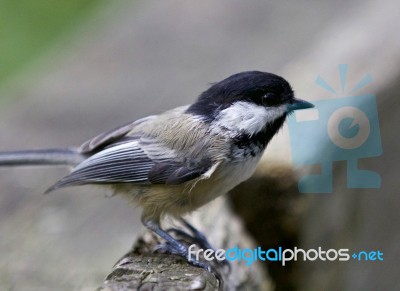 Beautiful Isolated Photo Of A Black-capped Chickadee Bird Stock Photo