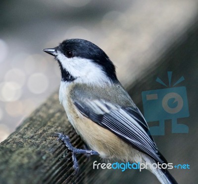 Beautiful Isolated Photo Of A Black-capped Chickadee Bird Stock Photo