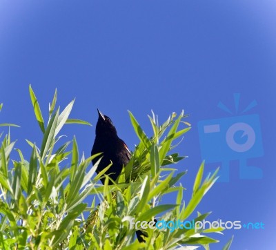 Beautiful Isolated Photo Of A Blackbird Sitting Stock Photo