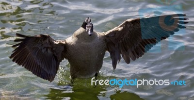 Beautiful Isolated Photo Of A Canada Goose Staying With The Opened Wings Stock Photo