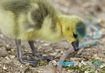 Beautiful Isolated Photo Of A Chick Of Canada Geese Found Something Stock Photo