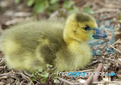 Beautiful Isolated Photo Of A Chick Of Canada Geese Relaxing Stock Photo