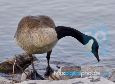 Beautiful Isolated Photo Of A Cute Canada Goose On The Shore Stock Photo