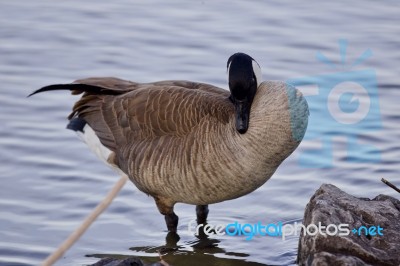 Beautiful Isolated Photo Of A Cute Canada Goose On The Shore Stock Photo