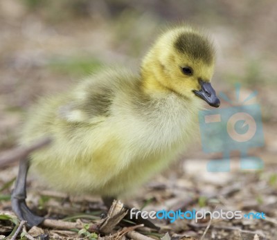 Beautiful Isolated Photo Of A Cute Chick Of Canada Geese Stock Photo