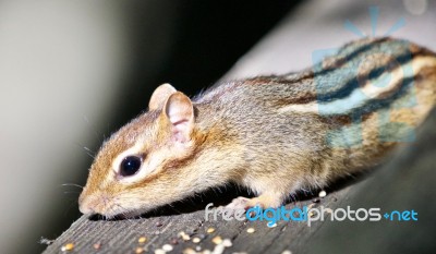 Beautiful Isolated Photo Of A Cute Chipmunk On The Hedge Stock Photo