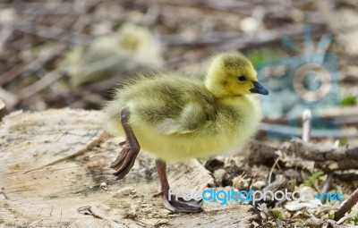 Beautiful Isolated Photo Of A Cute Funny Chick Of Canada Geese On A Stump Stock Photo