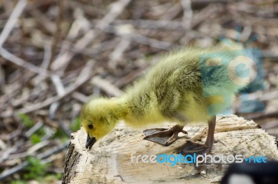 Beautiful Isolated Photo Of A Cute Funny Chick Of Canada Geese On A Stump Stock Photo