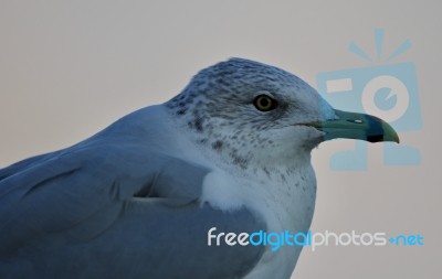 Beautiful Isolated Photo Of A Cute Gull Stock Photo