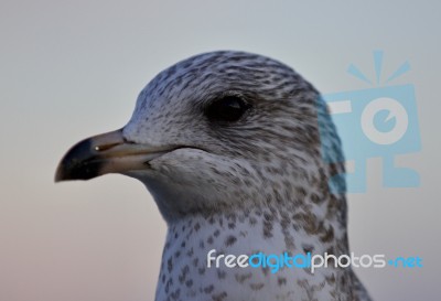 Beautiful Isolated Photo Of A Cute Gull Stock Photo