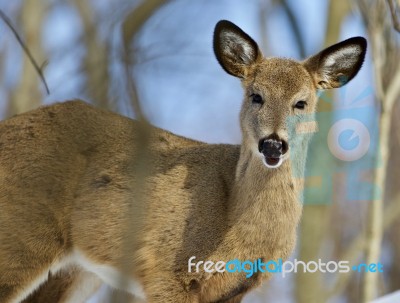 Beautiful Isolated Photo Of A Cute Young Wild Deer In The Forest… Stock Photo