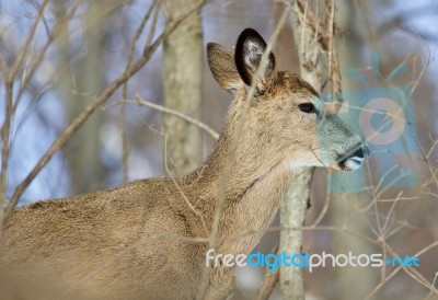 Beautiful Isolated Photo Of A Cute Young Wild Deer In The Forest… Stock Photo