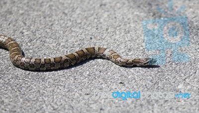 Beautiful Isolated Photo Of A Dangerous Snake On A Road Stock Photo