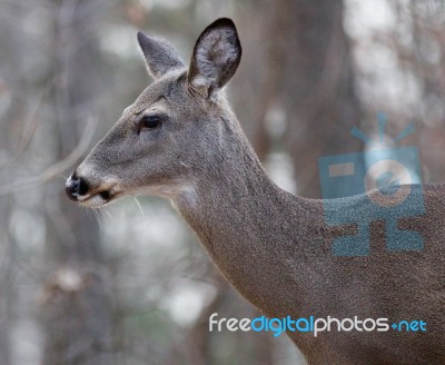 Beautiful Isolated Photo Of A Deer Stock Photo