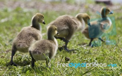 Beautiful Isolated Photo Of A Family Of The Canada Geese Stock Photo