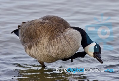 Beautiful Isolated Photo Of A Funny Canada Goose In The Lake Stock Photo