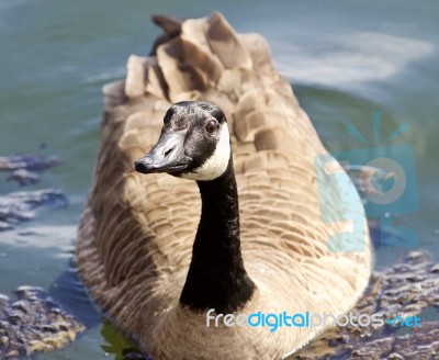 Beautiful Isolated Photo Of A Funny Wild Canada Goose In The Lake Stock Photo