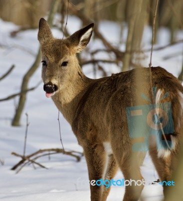 Beautiful Isolated Photo Of A Funny Young Wild Deer In The Forest Stock Photo