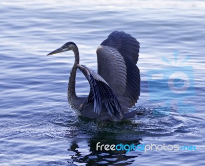 Beautiful Isolated Photo Of A Great Blue Heron Swimming Stock Photo