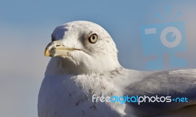 Beautiful Isolated Photo Of A Gull And A Sky Stock Photo