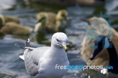 Beautiful Isolated Photo Of A Gull And The Canada Geese Near The Lake Stock Photo