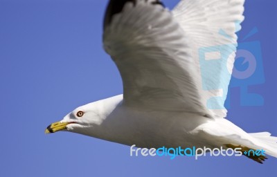 Beautiful Isolated Photo Of A Gull In The Sky Stock Photo