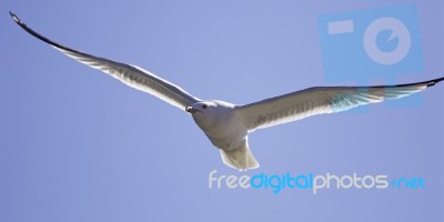 Beautiful Isolated Photo Of A Gull In The Sky Stock Photo