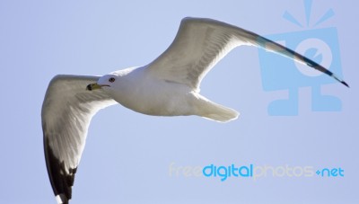 Beautiful Isolated Photo Of A Gull In The Sky Stock Photo